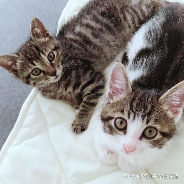 中华田园猫的颜值有多高?