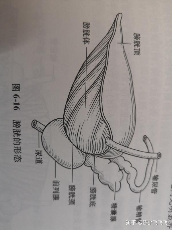 膀胱的的一个小知识点:做剖腹产的时候,可以将膀胱上部顶起,使做手术