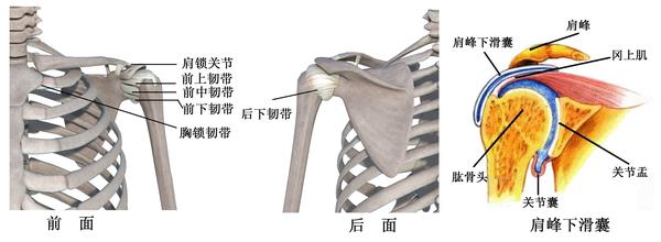 图6-1 肩关节韧带及滑囊
