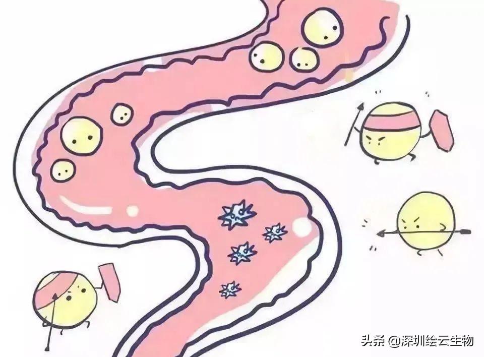 肠道菌群不可小看我们身体里的另一个重要器官