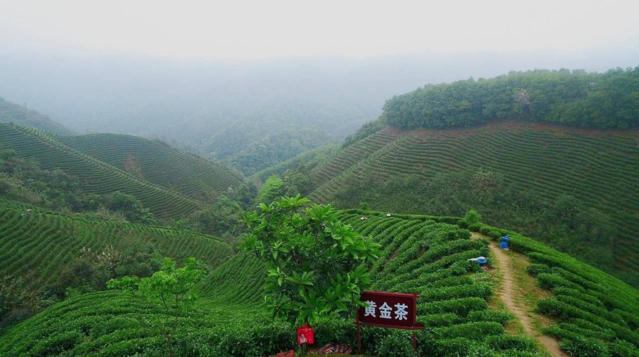 遇见昭平玉开茶园何玉开先生