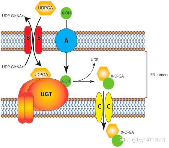 这个反应由内质网膜上的udp-葡萄糖醛酸转移酶(ugt)催化,葡萄糖醛酸