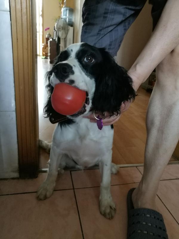 史宾格犬的性格好吗 智商高吗?