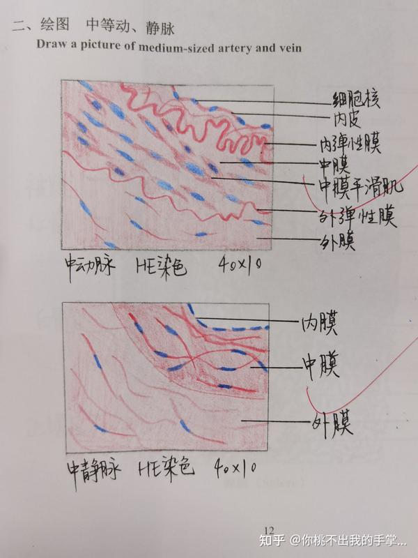 组胚实验红蓝铅笔绘图合辑