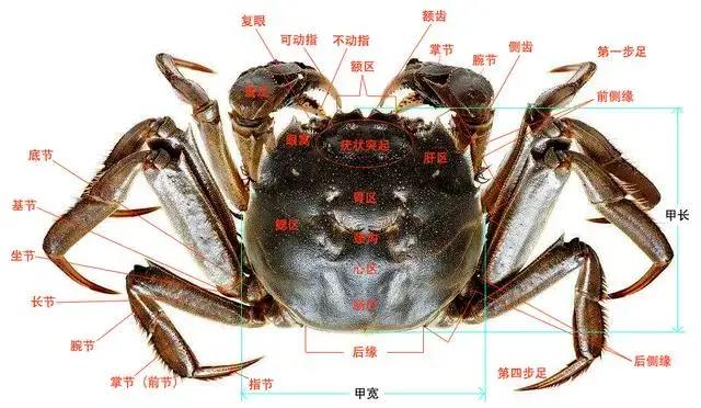 蟹考记三蟹的结构作者zam