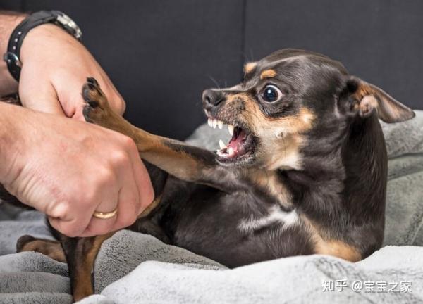 被猫狗咬伤,一定要打狂犬疫苗吗?