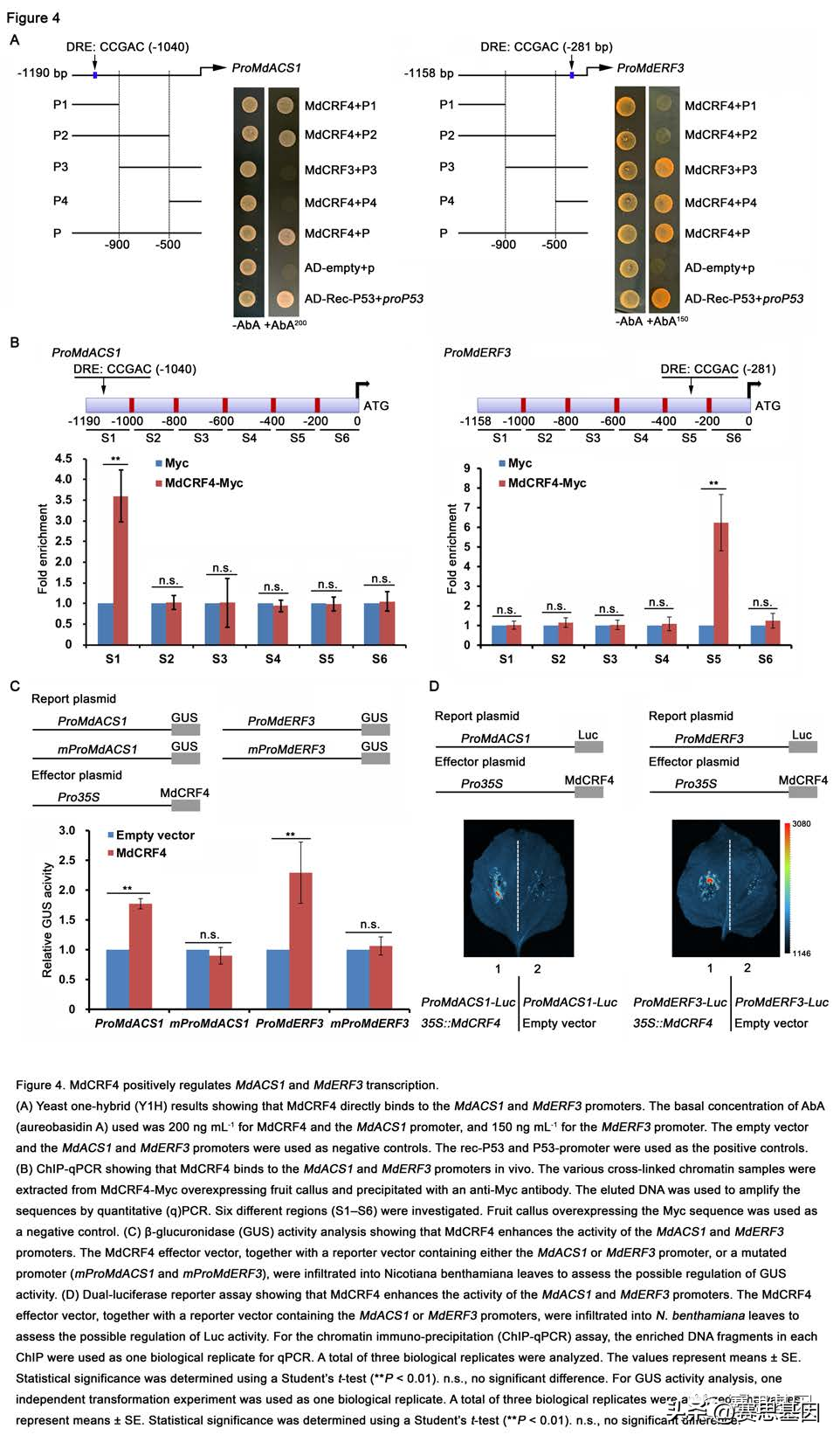 mdcytokinin响应因子4的磷酸化抑制苹果果实成熟过程中的乙烯合成