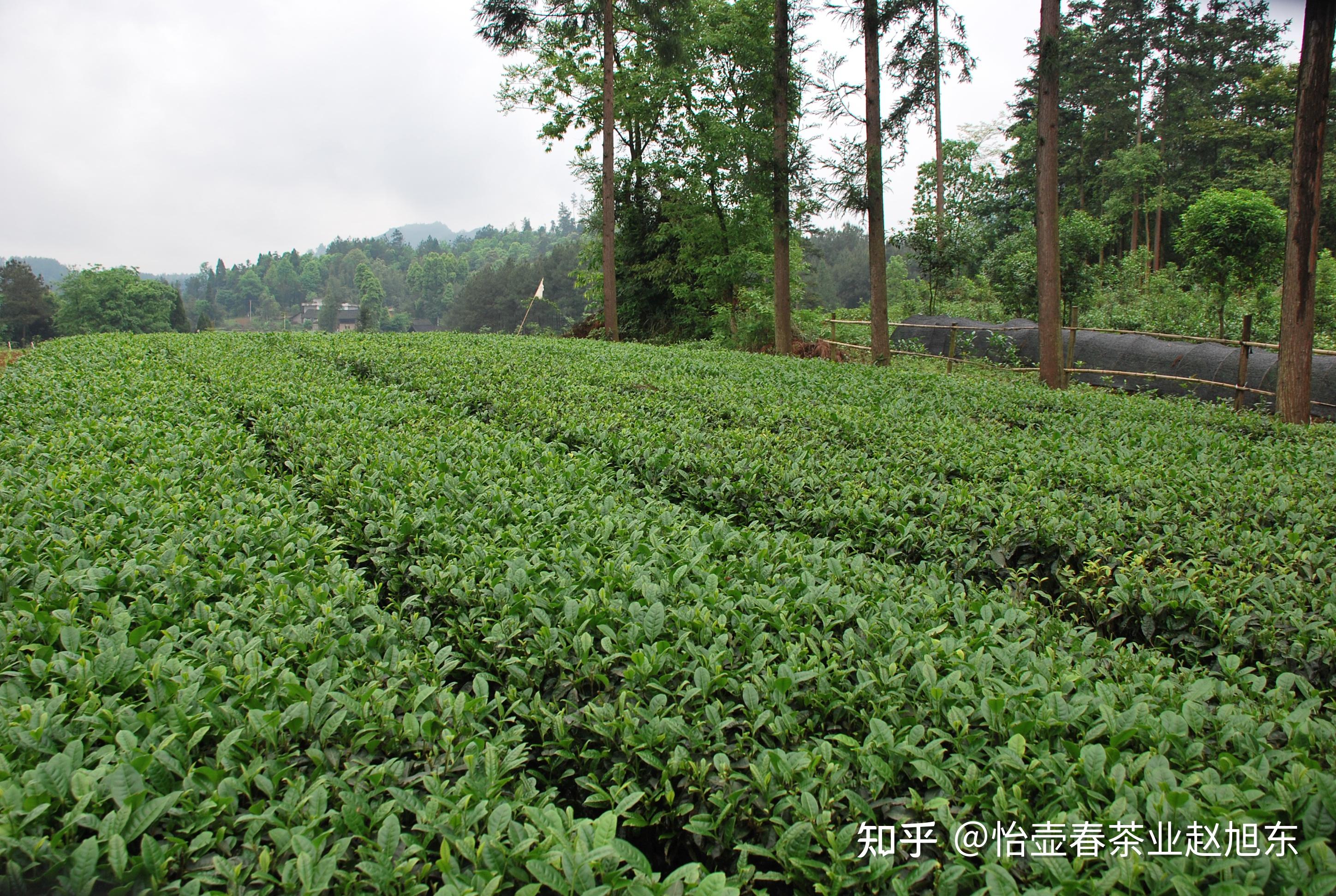 绿茶- 知乎