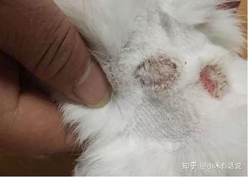 猫狗得了癣菌病