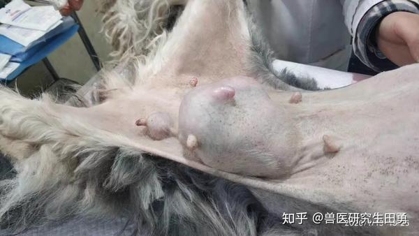 犬猫乳腺肿瘤与绝育