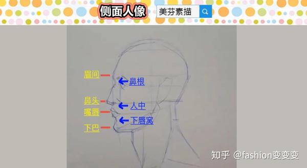 画素描人像如何画好侧面人脸的五官比例素描四高三低技法介绍