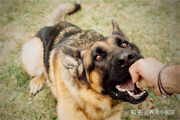 狗狗为什么会在很多城市禁养?主要还是一些狗咬人的事件新闻经常发生.