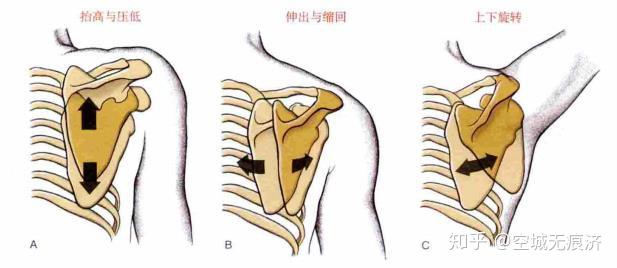 运动康复知识④上肢肱骨运动学特征肩胛骨上下回旋