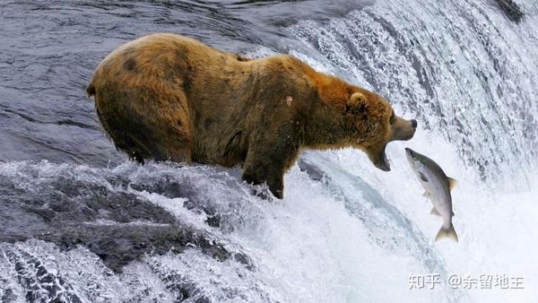 一只正在捕食三文鱼的阿拉斯加棕熊 @ greatbigcanvas