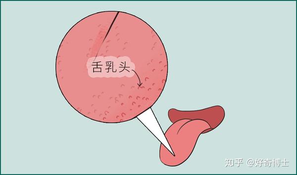 而舌乳头并不是遍布整个舌头:它主要分布在舌面和舌头侧边, 而舌的