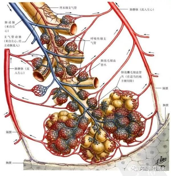 这是肺泡的大体观