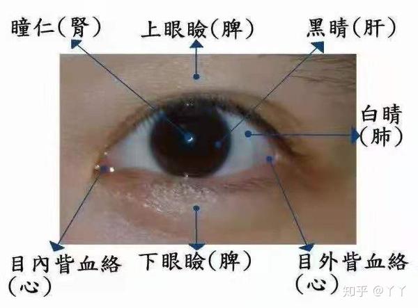 古人将眼睛的不同部位分于属五脏.