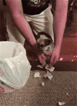 160_219gif 动态图 动图