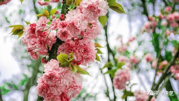 垂枝樱花
