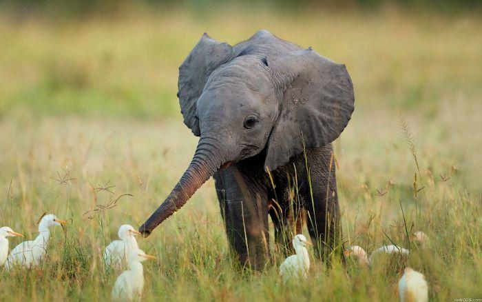 十个让你不自觉微笑的大象宝宝