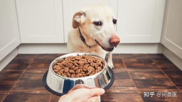 狗狗挑食不吃狗粮怎么办如何训练