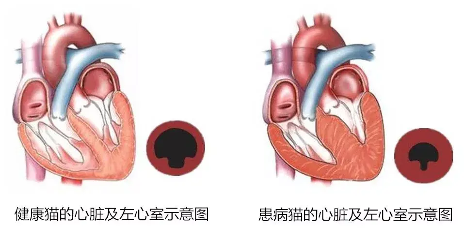 猫中常见心脏病有哪几种?