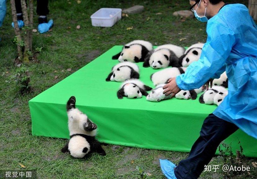 脸型:四川亚种的大熊猫头更长,近似熊;秦岭亚种的头更圆,近似猫.2.