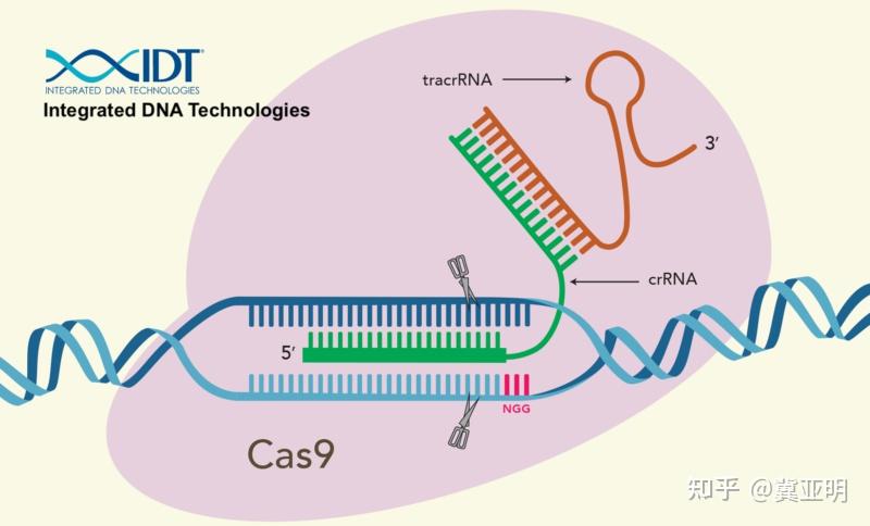 crispr/cas9 知乎