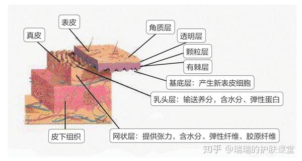 去角质,皮脂膜,皮肤屏障是什么?一次给你解答!