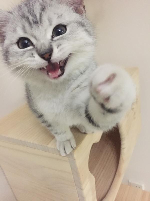 我一看见猫就不行了就想摸摸亲亲抱抱蹭蹭这是不是一种病?