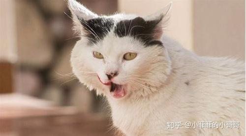 猫咪口腔溃疡舌头黑