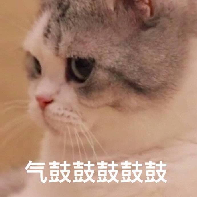 可爱小猫咪表情包