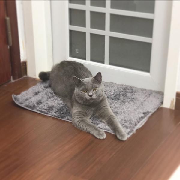 猫瘟治疗全纪录 - 英短小蓝猫宝宝