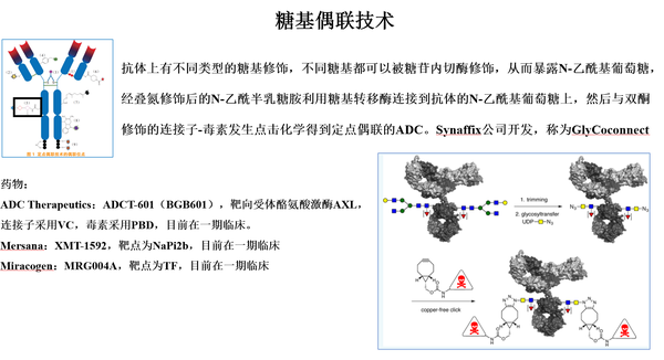 ADC定点偶联技术 知乎