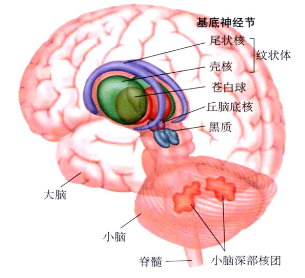 左利手者依靠右脑加工语言,说不同语言的人的大脑激活模式也是不同的