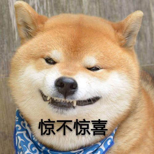 有哪些超级可爱的柴犬的表情包?