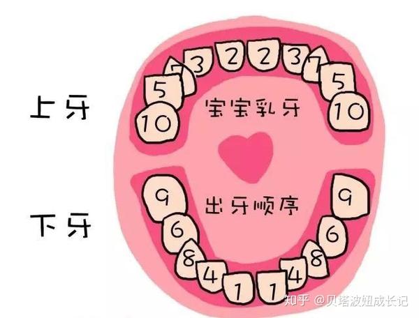 来说,儿童牙齿生长发育可分为四个阶段: a,胎儿期:6周-出生 b,乳牙期