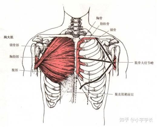 弓步,腰背挺直,身体前倾,直到胸大肌有牵拉感为止,维持15秒,换另外