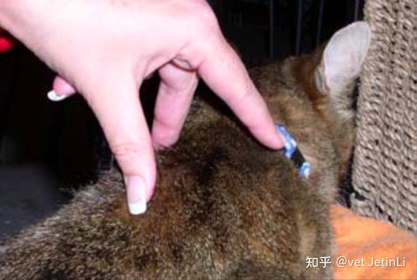 猫皮下输液