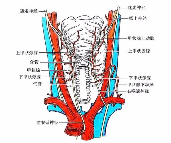 选择肌间沟入路行臂丛阻滞.