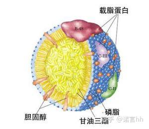 载脂蛋白