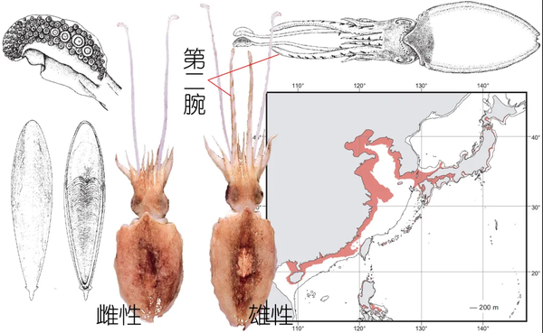 解析海鲜明明白白吃肉墨鱼与鱿鱼到底有什么不同下