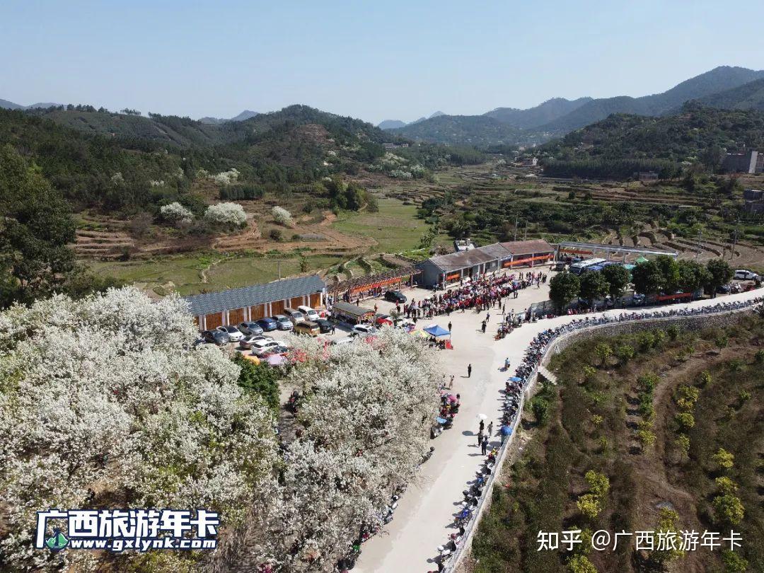 连绵千亩梨花,沿河谷爬满山坡每年三月钦州碗窑梨花谷"千树万树梨花开