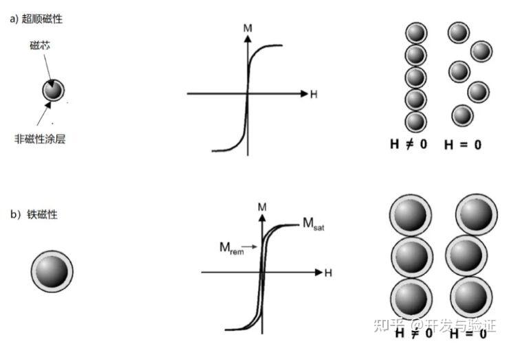 超顺磁性和铁磁性粒子的比较,从左到右.