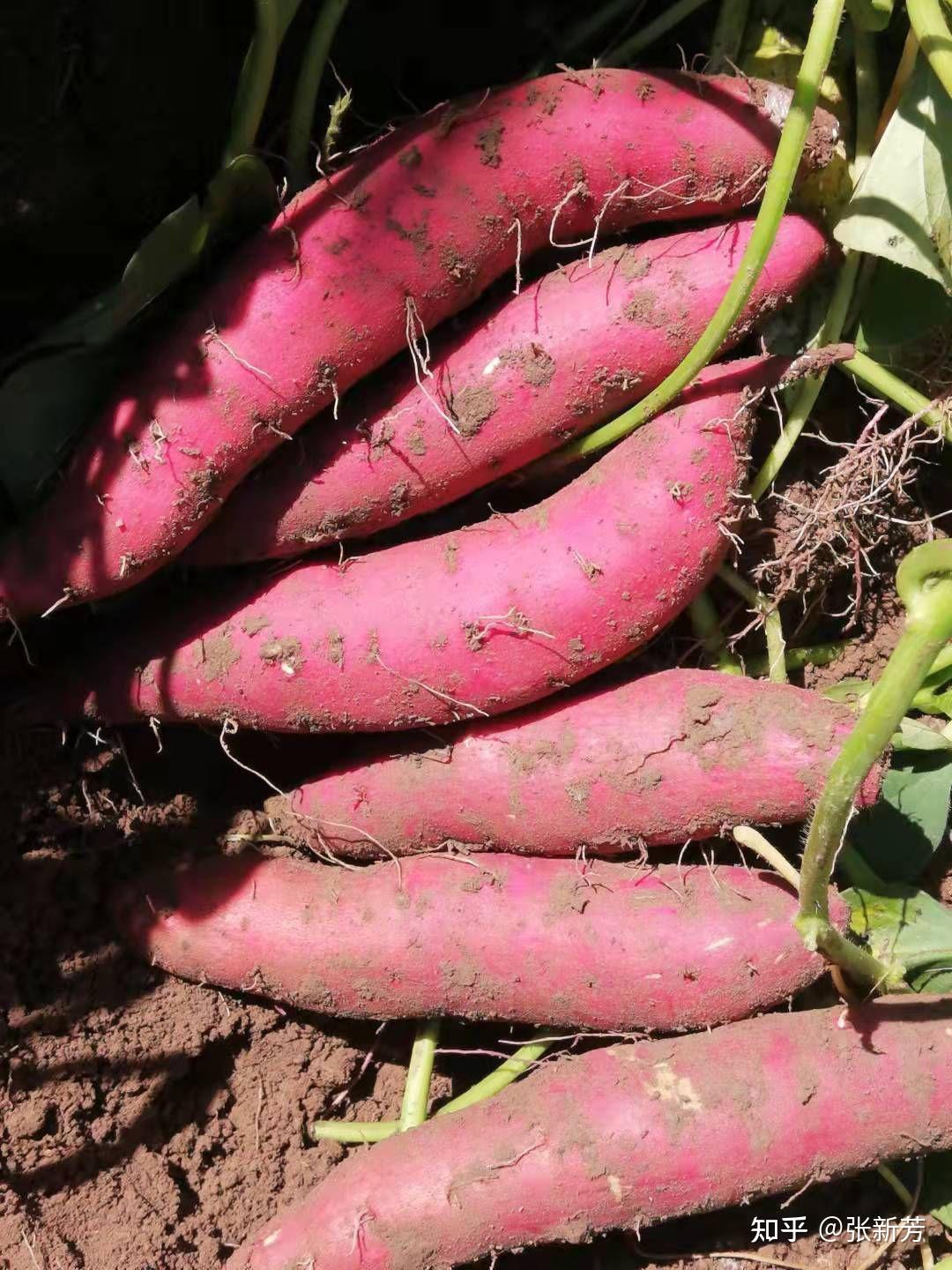 娜栗莎红薯品种引种于日本,植株匍匐生长,蔓长70~140cm,分枝5～7个