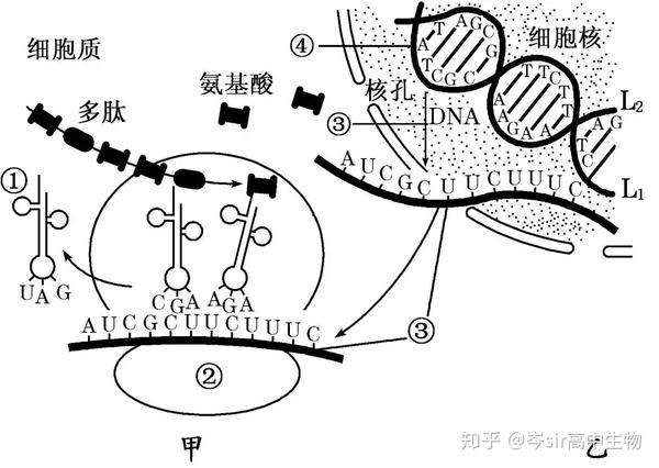 高中生物系统梳理遗传信息的翻译过程