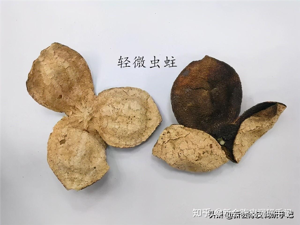 陈皮的"蛀虫"究竟是什么虫?南北都一样吗?