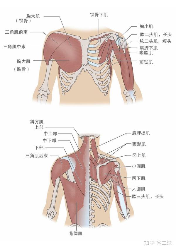 一天一点解剖学|人体上肢肌群(上肢带肌)