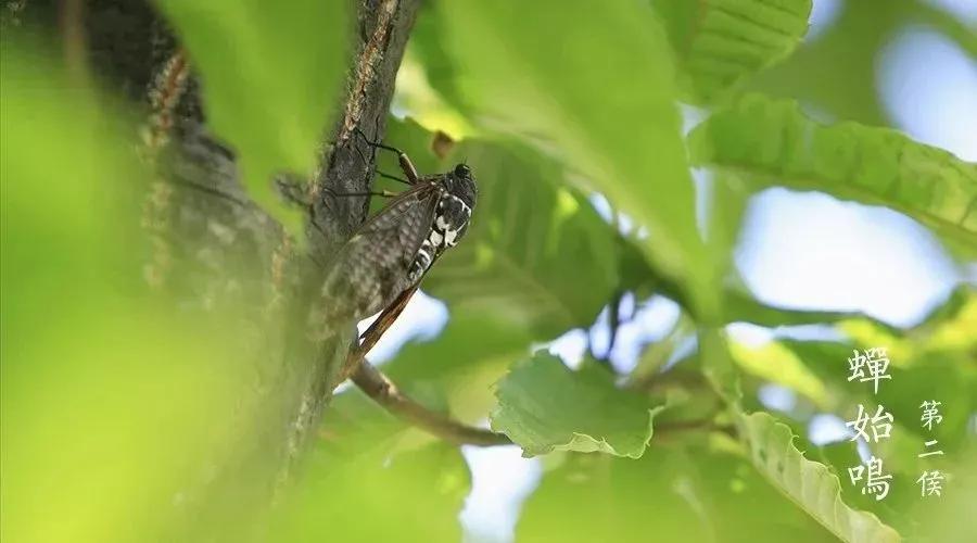 《礼记》曰"夏至到,鹿角解,蝉始鸣,半夏生"这正是夏至三候.