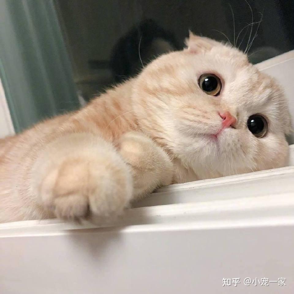 猫咪吃什么可以发腮